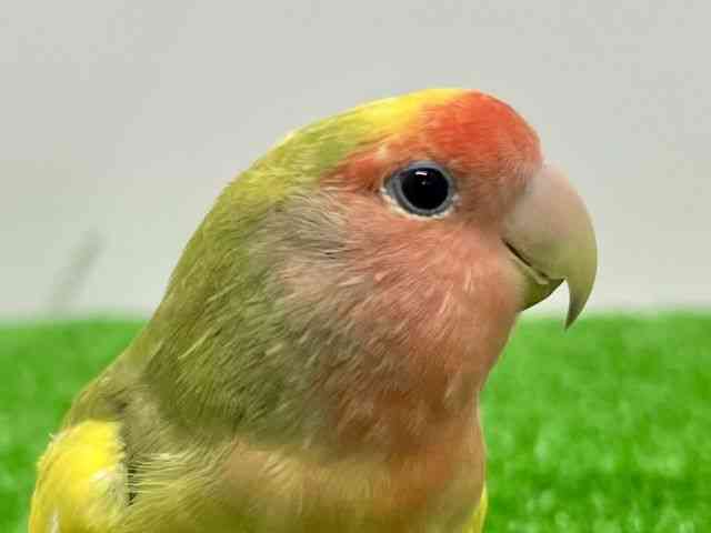 
                    コザクラインコ