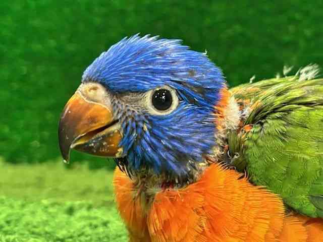 
                    ゴシキセイガイインコ