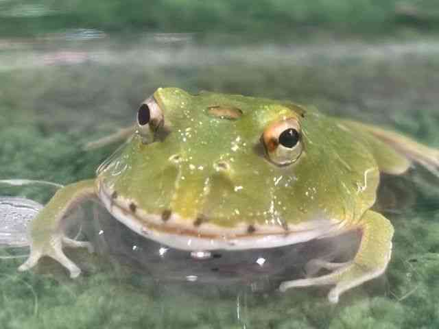 クランウェルツノガエル