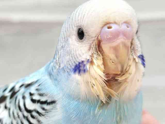 
                    セキセイインコ