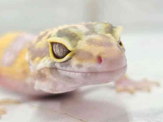 ヒョウモントカゲモドキ