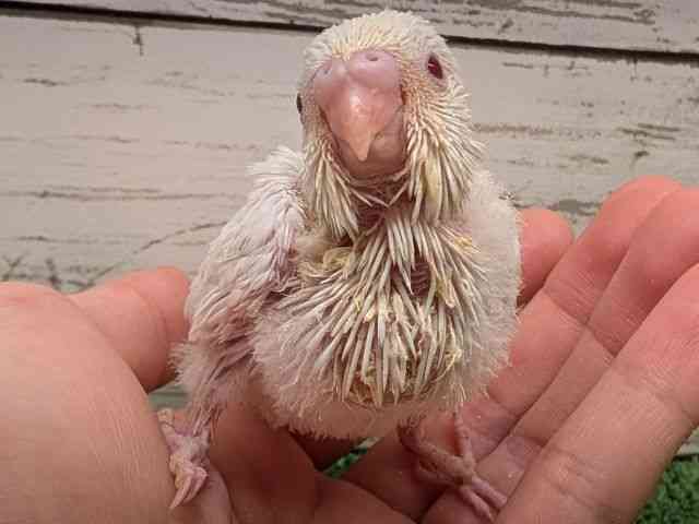 
                    セキセイインコ