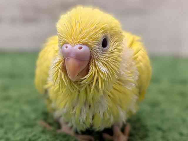 
                    セキセイインコ