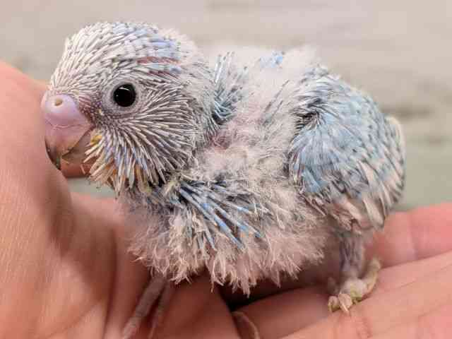 
                    セキセイインコ