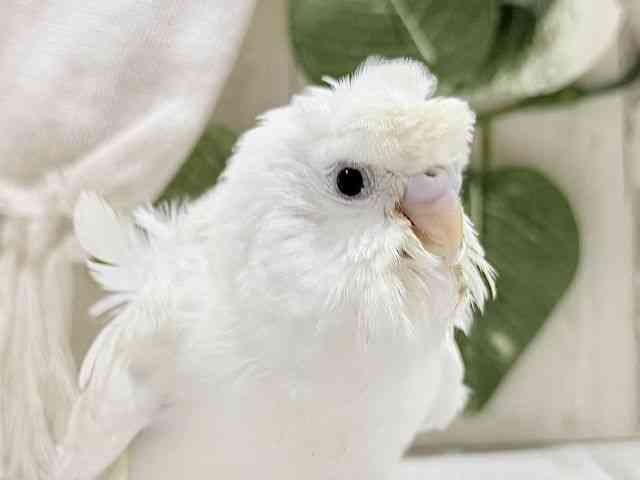 
                    羽衣セキセイインコ