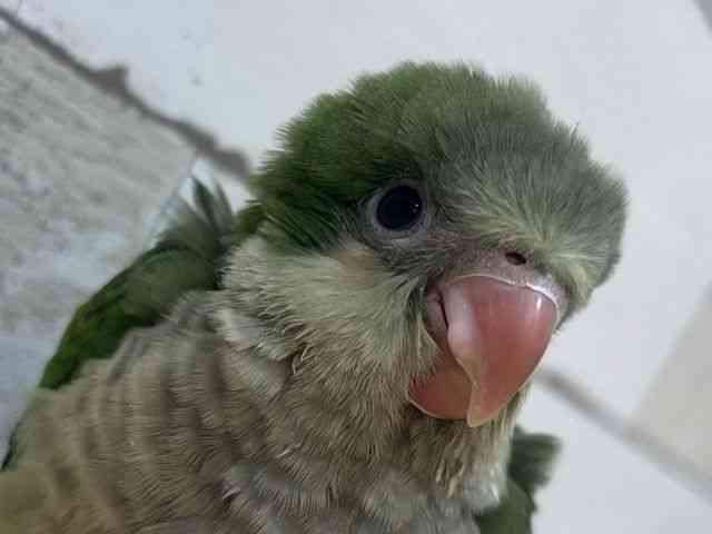 
                    オキナインコ
