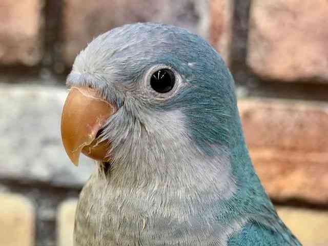 
                    オキナインコ