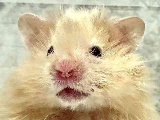 
                    サテンロングヘアー