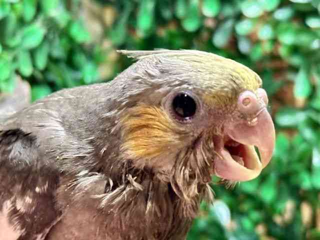 
                    オカメインコ