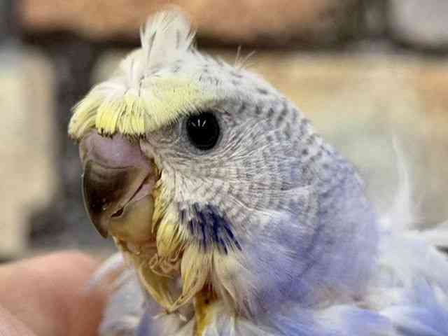 
                    羽衣セキセイインコ
