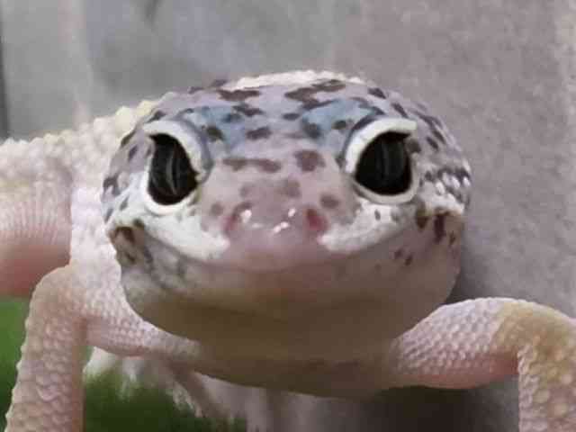 ヒョウモントカゲモドキ