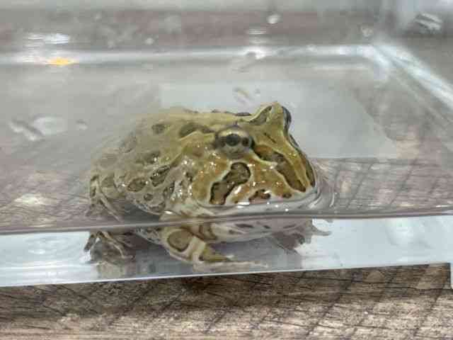 ツノガエル（その他）
