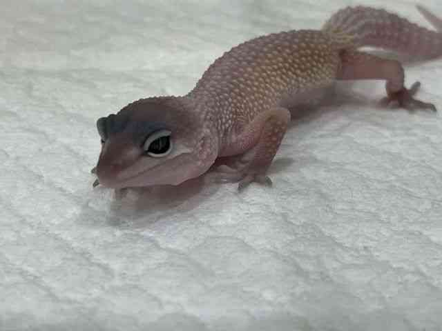 ヒョウモントカゲモドキ