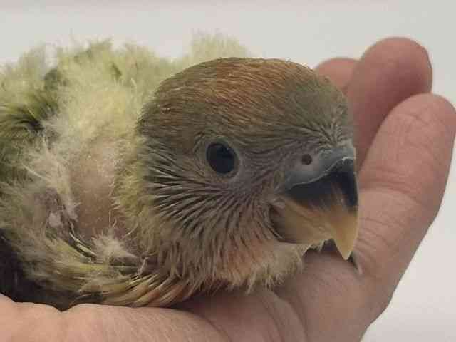 
                    コザクラインコ