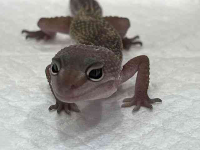ヒョウモントカゲモドキ