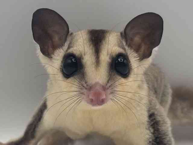 
                    フクロモモンガ