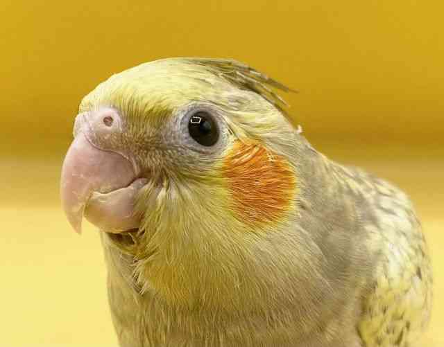 
                    オカメインコ