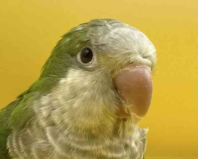 
                    オキナインコ
