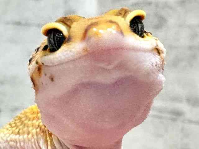 ヒョウモントカゲモドキ
