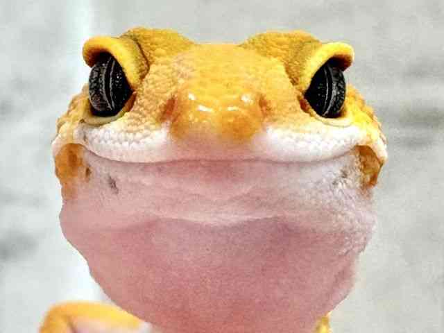ヒョウモントカゲモドキ