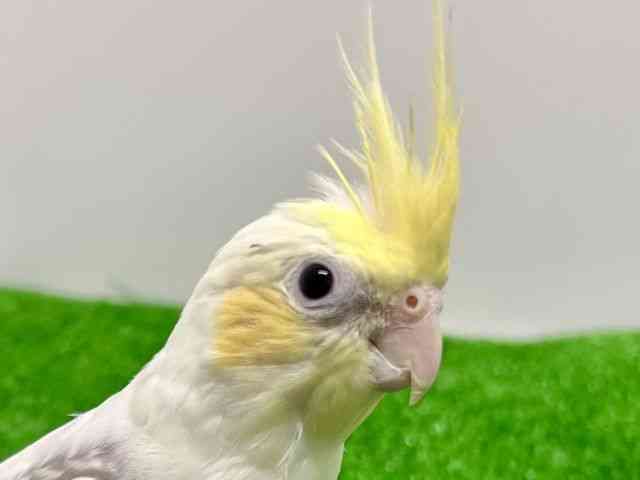 
                    オカメインコ