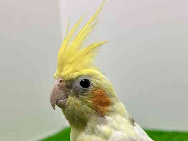 
                    オカメインコ