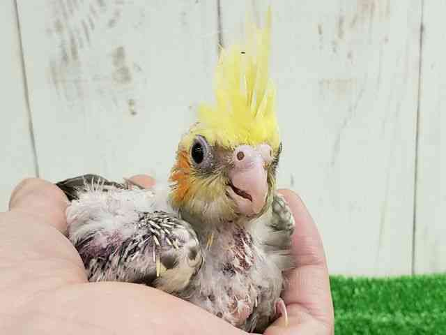 
                    オカメインコ