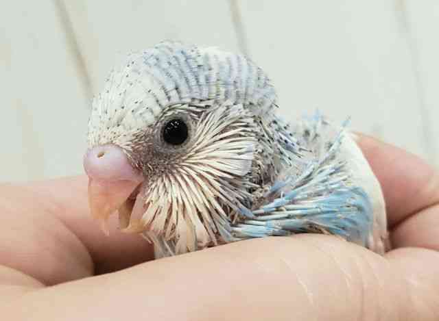 
                    セキセイインコ