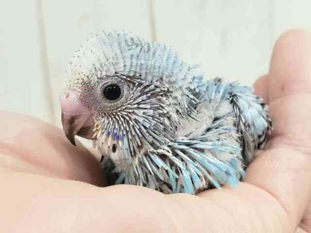 
                    セキセイインコ