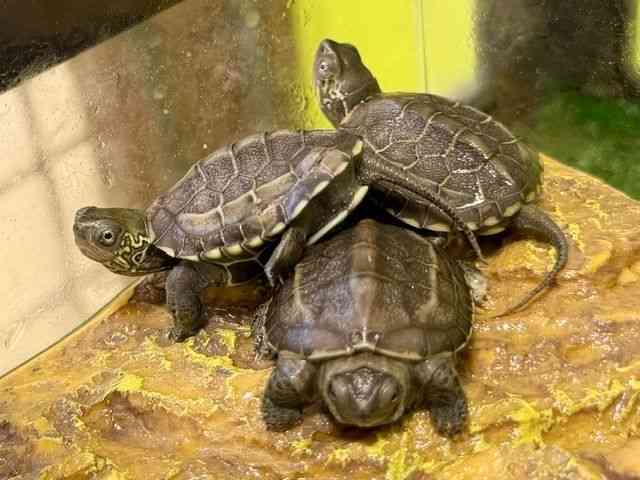 ゼニガメ