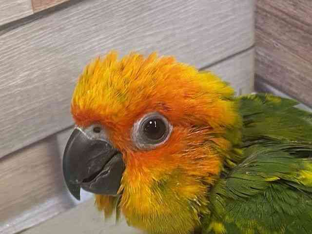 
                    コガネメキシコインコ