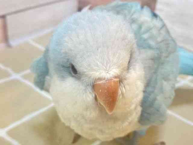 
                    オキナインコ