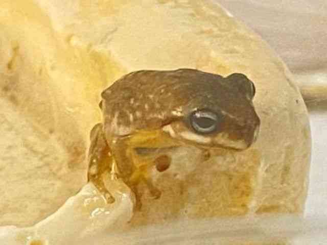 イエアメガエル