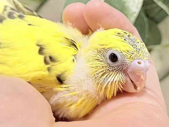 
                    セキセイインコ