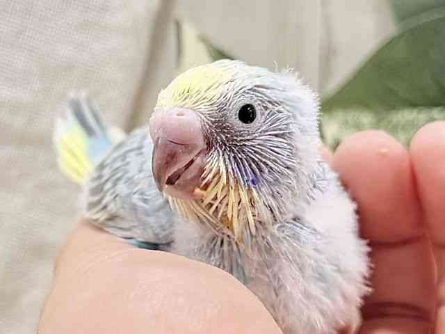 
                    セキセイインコ