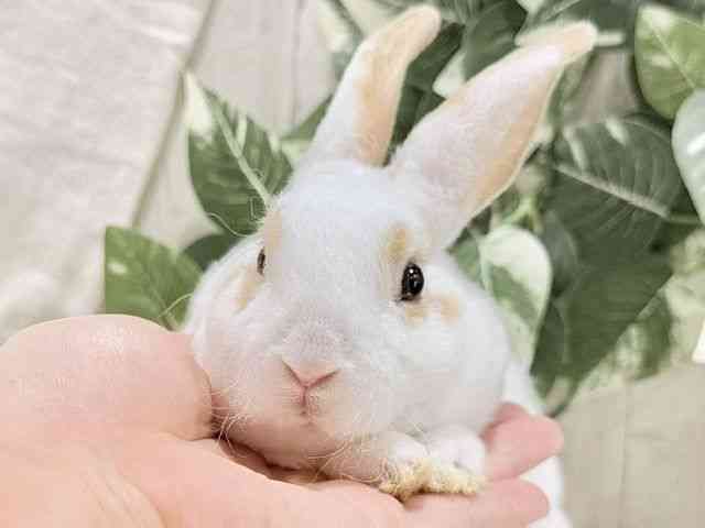 
                    ミニレッキス