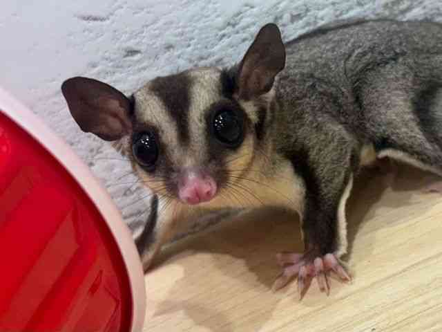 
                    フクロモモンガ