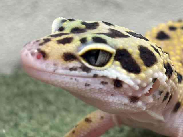 ヒョウモントカゲモドキ