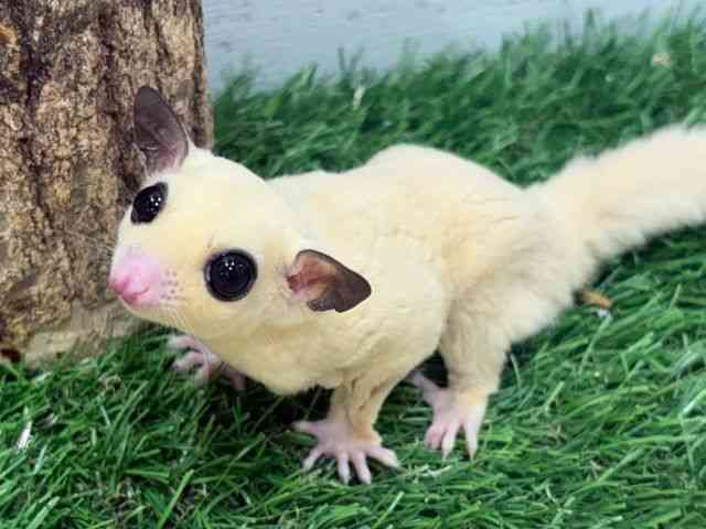 
                    フクロモモンガ