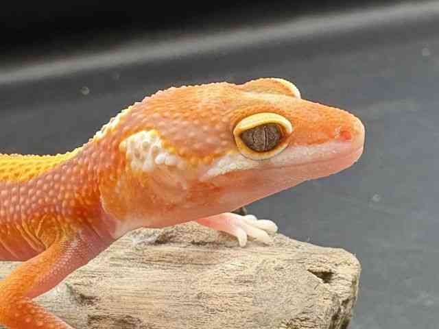 ヒョウモントカゲモドキ