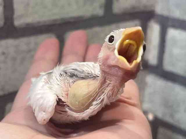 
                    ブンチョウ