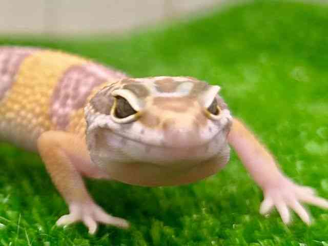 ヒョウモントカゲモドキ