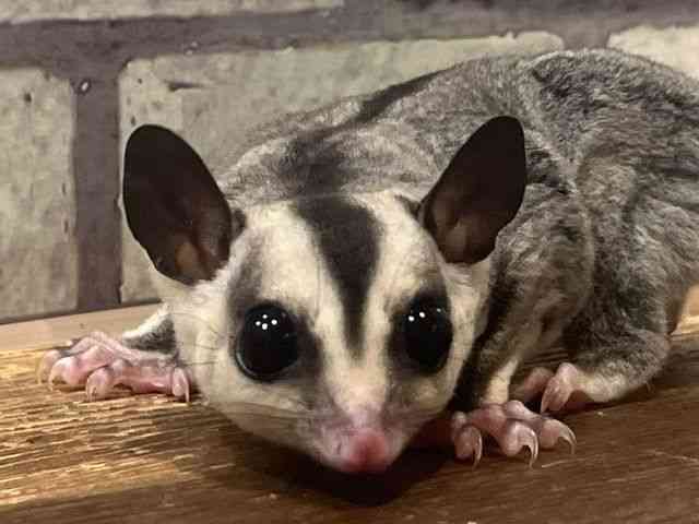 
                    フクロモモンガ