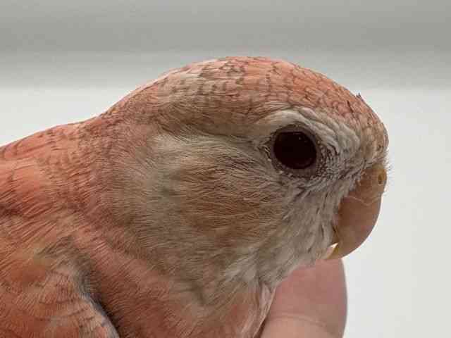
                    アキクサインコ
