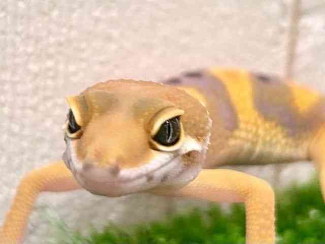 ヒョウモントカゲモドキ