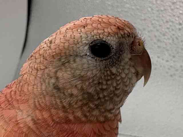 
                    アキクサインコ