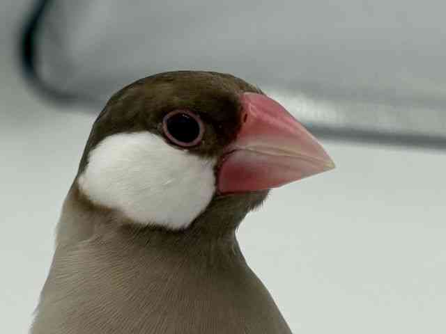
                    ブンチョウ