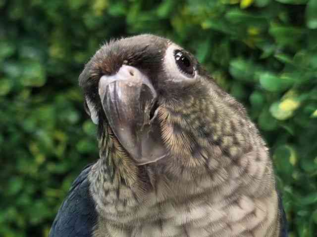 
                    ホオミドリアカオウロコインコ