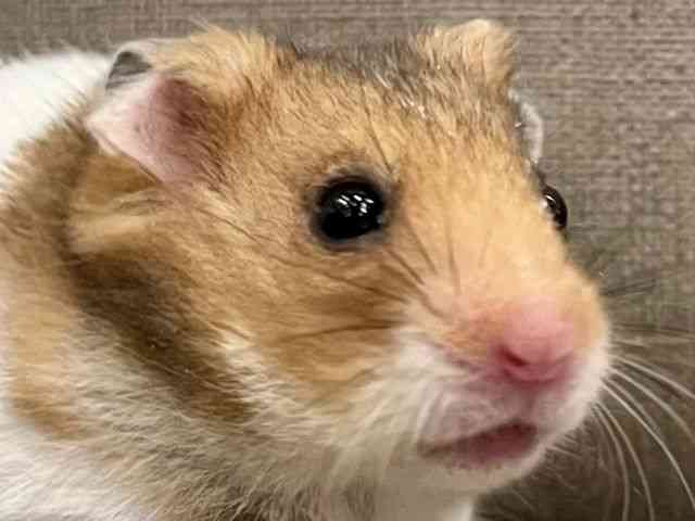 
                    ゴールデン