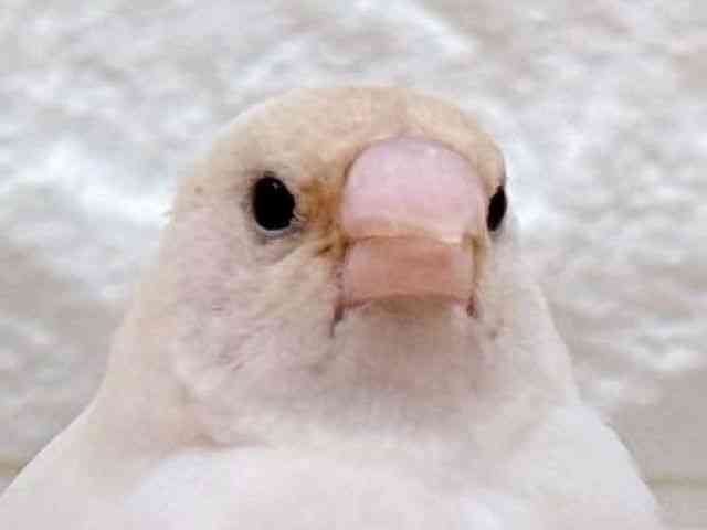 
                    コキンチョウ